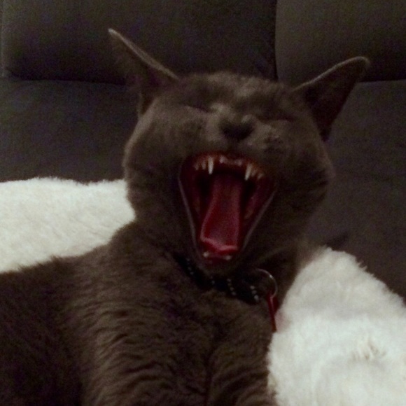 Meet your Posher, Yolie - Picture 2 of 8